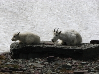 Mountain Goats